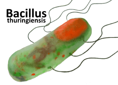 Bacillus thuringiensis (битоксибациллин) 